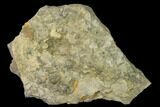 Pennsylvanian Fossil Brachiopod Plate - Kentucky #138904-2